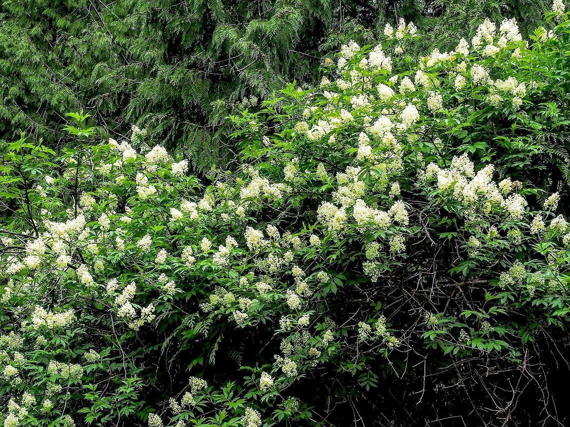 The Showy Blossoms of the Coastal Red Elderberry. There are a few scientific names for this plant. All seem to agree with Sambucus racemosa but some state it is ssp. pubens var. arborescens while others say it is var. arborescens.<br />
<a href="https://www.centralcoastbiodiversity.org/red-elderberry-bull-sambucus-racemosa-var-arborescens.html" rel="nofollow">https://www.centralcoastbiodiversity.org/red-elderberry-bull-sambucus-racemosa-var-arborescens.html</a> Canada,Geotagged,Red Elderberry,Sambucus racemosa,Spring