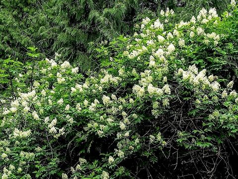 The Showy Blossoms of the Coastal Red Elderberry. There are a few scientific names for this plant. All seem to agree with Sambucus racemosa but some state it is ssp. pubens var. arborescens while others say it is var. arborescens.
https://www.centralcoastbiodiversity.org/red-elderberry-bull-sambucus-racemosa-var-arborescens.html Canada,Geotagged,Red Elderberry,Sambucus racemosa,Spring