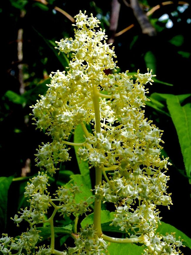 The Flowers of Sambucus racemosa. Lovely to look at but their fragrance is not as appealing to humans.  Canada,Geotagged,Red Elderberry,Sambucus racemosa,Spring