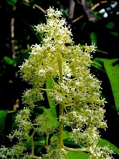 The Flowers of Sambucus racemosa. Lovely to look at but their fragrance is not as appealing to humans.  Canada,Geotagged,Red Elderberry,Sambucus racemosa,Spring