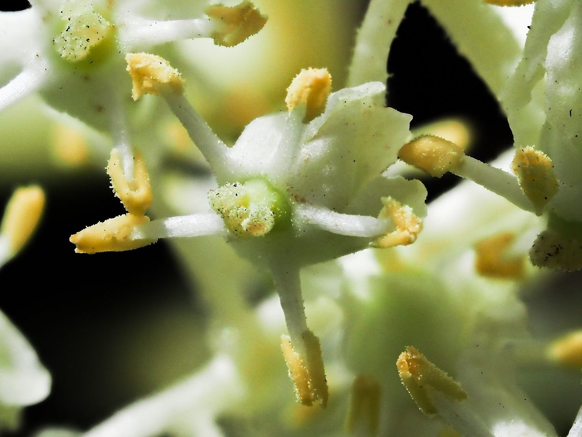 An Extreme Closeup! A macro photo of an individual flower of Sambucus racemosa.        Canada,Geotagged,Red Elderberry,Sambucus racemosa,Spring