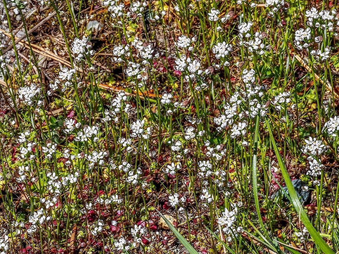 A Flock of White Flowers In gravely well drained soil at the edge of an unused driveway. Canada,Capsella bursa-pastoris,Geotagged,Shepherds Purse,Spring
