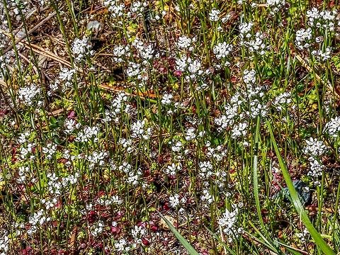 A Flock of White Flowers In gravely well drained soil at the edge of an unused driveway. Canada,Capsella bursa-pastoris,Geotagged,Shepherds Purse,Spring