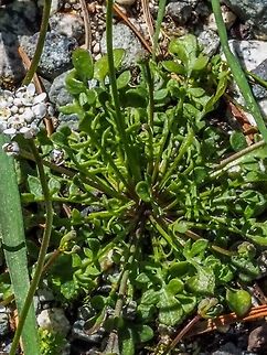 A  Basal Rosette! The base of the Capsella bursa-pastoris. Canada,Capsella bursa-pastoris,Geotagged,Shepherds Purse,Spring
