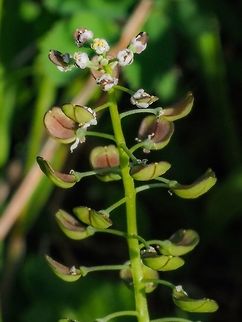 A Single Stalk in the Morning Sunshine. Buds, flowers and fruits can be seen at the same time on one plant! Canada,Capsella bursa-pastoris,Geotagged,Shepherds Purse,Spring