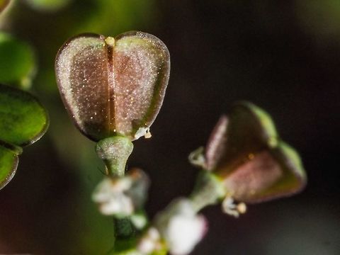 Silicles! The fruits of the Shepherd&rsquo;s Purse are &ldquo;strongly flattened, triangular or heart shaped silicles&rdquo;. Supposedly like a &ldquo;shepherd&rsquo;s purse&rdquo;! The quote is from &ldquo;Plants of Coastal British Columbia&rdquo; which is compiled and edited by Jim Pojar and Andy MAC Kinnon. Canada,Capsella bursa-pastoris,Geotagged,Shepherds Purse,Spring