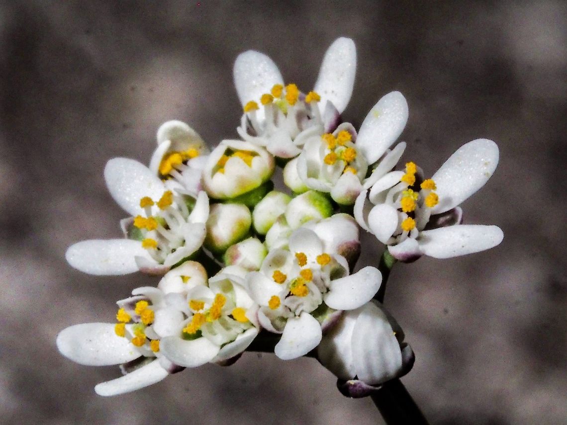A Young Umbrel of Flowers. It has taken me a while to identify this plant. I even brought a plant into the house to watch it produce the silicles. The basal rosette of leaves, <figure class="photo"><a href="https://www.jungledragon.com/image/78489/a_basal_rosette.html" title="A  Basal Rosette!"><img src="https://s3.amazonaws.com/media.jungledragon.com/images/2839/78489_thumb.jpeg?AWSAccessKeyId=05GMT0V3GWVNE7GGM1R2&Expires=1759968010&Signature=L9hC8iTsHWBGDow7X2UN5NiavgM%3D" width="114" height="152" alt="A  Basal Rosette! The base of the Capsella bursa-pastoris. Canada,Capsella bursa-pastoris,Geotagged,Shepherds Purse,Spring" /></a></figure> , and the shape of the silicles, <figure class="photo"><a href="https://www.jungledragon.com/image/78491/silicles.html" title="Silicles!"><img src="https://s3.amazonaws.com/media.jungledragon.com/images/2839/78491_thumb.jpeg?AWSAccessKeyId=05GMT0V3GWVNE7GGM1R2&Expires=1759968010&Signature=BnPnTqFdqg8C3sWqFy7fd9u%2B104%3D" width="200" height="150" alt="Silicles! The fruits of the Shepherd&rsquo;s Purse are &ldquo;strongly flattened, triangular or heart shaped silicles&rdquo;. Supposedly like a &ldquo;shepherd&rsquo;s purse&rdquo;! The quote is from &ldquo;Plants of Coastal British Columbia&rdquo; which is compiled and edited by Jim Pojar and Andy MAC Kinnon. Canada,Capsella bursa-pastoris,Geotagged,Shepherds Purse,Spring" /></a></figure> , helped me to separate this species from the rest of the Brassicacae, and there are many, in this area. Canada,Capsella bursa-pastoris,Geotagged,Shepherds Purse,Spring