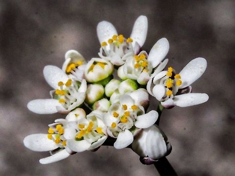 A Young Umbrel of Flowers. It has taken me a while to identify this plant. I even brought a plant into the house to watch it produce the silicles. The basal rosette of leaves, https://www.jungledragon.com/image/78489/a_basal_rosette.html , and the shape of the silicles, https://www.jungledragon.com/image/78491/silicles.html , helped me to separate this species from the rest of the Brassicacae, and there are many, in this area. Canada,Capsella bursa-pastoris,Geotagged,Shepherds Purse,Spring