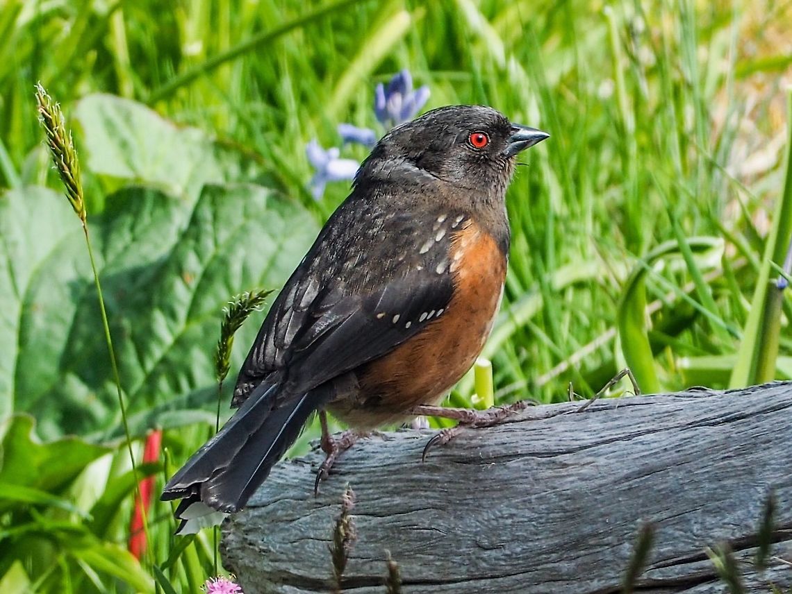 A Female Spotted Towhee. She is looking a little bedraggled from tending her young. The male Spotted Towhee has dark black feathers, the white spots are more prominent and the orange &ldquo;flanks&rdquo; are brighter as well. The brilliant red eye remains the same!   Canada,Geotagged,Pipilo maculatus,Spotted towhee,Spring