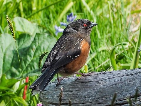 A Female Spotted Towhee. She is looking a little bedraggled from tending her young. The male Spotted Towhee has dark black feathers, the white spots are more prominent and the orange “flanks” are brighter as well. The brilliant red eye remains the same!   Canada,Geotagged,Pipilo maculatus,Spotted towhee,Spring