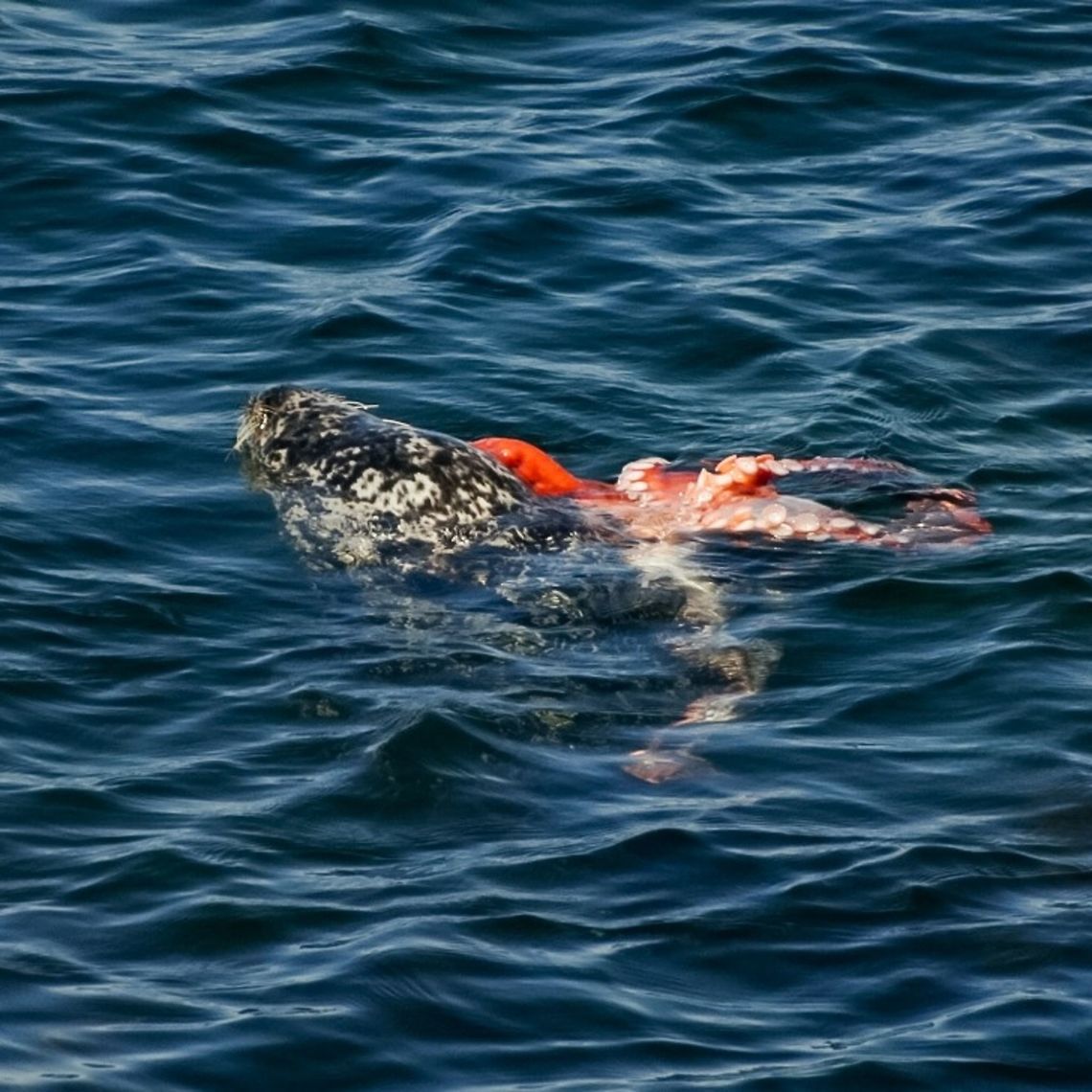 A Lucky Catch! This rather poor photo is of a Phoca vitulina ssp. richardsi which happened to catch a giant Pacific octopus, Enteroctopus dofleini Canada,Geotagged,Harbor (common) seal,Phoca vitulina,Summer