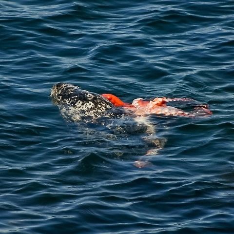 A Lucky Catch! This rather poor photo is of a Phoca vitulina ssp. richardsi which happened to catch a giant Pacific octopus, Enteroctopus dofleini Canada,Geotagged,Harbor (common) seal,Phoca vitulina,Summer