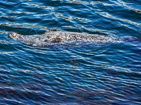 “Scanning” or “Hunt Swimming” This Harbour Seal, Phoca vitulina ssp. richardsi, is taking advantage of the clear shallow water. The photo was taken from our deck looking straight down. Since the eyes are on the top of the head slowly swimming upside down allows the seal to “scan” the bottom for prey. Sometimes with success!
https://www.jungledragon.com/image/78547/a_lucky_catch.html
 Canada,Geotagged,Harbor (common) seal,Phoca vitulina,Spring