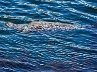 “Scanning” or “Hunt Swimming” This Harbour Seal, Phoca vitulina ssp. richardsi, is taking advantage of the clear shallow water. The photo was taken from our deck looking straight down. Since the eyes are on the top of the head slowly swimming upside down allows the seal to “scan” the bottom for prey. Sometimes with success!<br />
https://www.jungledragon.com/image/78547/a_lucky_catch.html<br />
 Canada,Geotagged,Harbor (common) seal,Phoca vitulina,Spring