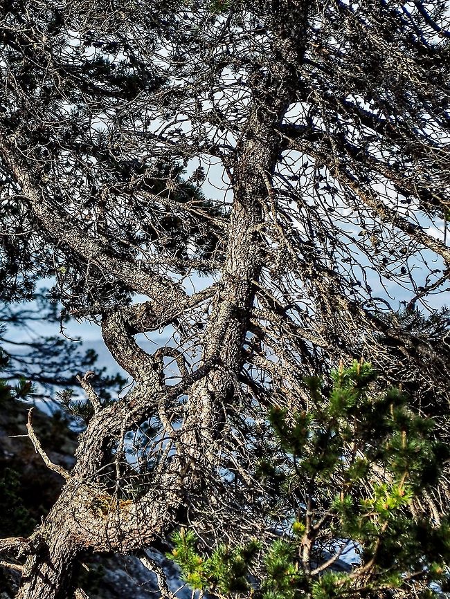 A Contorted Contorta! I would like to take credit for this natural &ldquo;sculpture&rdquo; but I can&rsquo;t. Pinus contorta ssp. contorta did it all by itself. Here on the west coast it is known as Shorepine while the Lodgepole Pine in the interior is a different subspecies.   Canada,Geotagged,Lodgepole pine,Pinus contorta,Shorepine,Spring