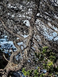 A Contorted Contorta! I would like to take credit for this natural “sculpture” but I can’t. Pinus contorta ssp. contorta did it all by itself. Here on the west coast it is known as Shorepine while the Lodgepole Pine in the interior is a different subspecies.   Canada,Geotagged,Lodgepole pine,Pinus contorta,Shorepine,Spring
