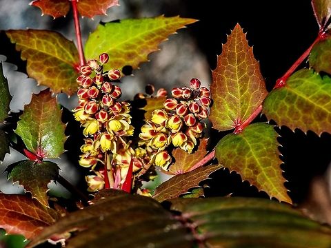 The Flowers and Leaves of the Drawf Oregon-grape. The flowers and leaves together are quite colourful. Canada,Dull Oregon-grape,Dwarf Oregon-grape,Geotagged,Mahonia nervosa,Spring
