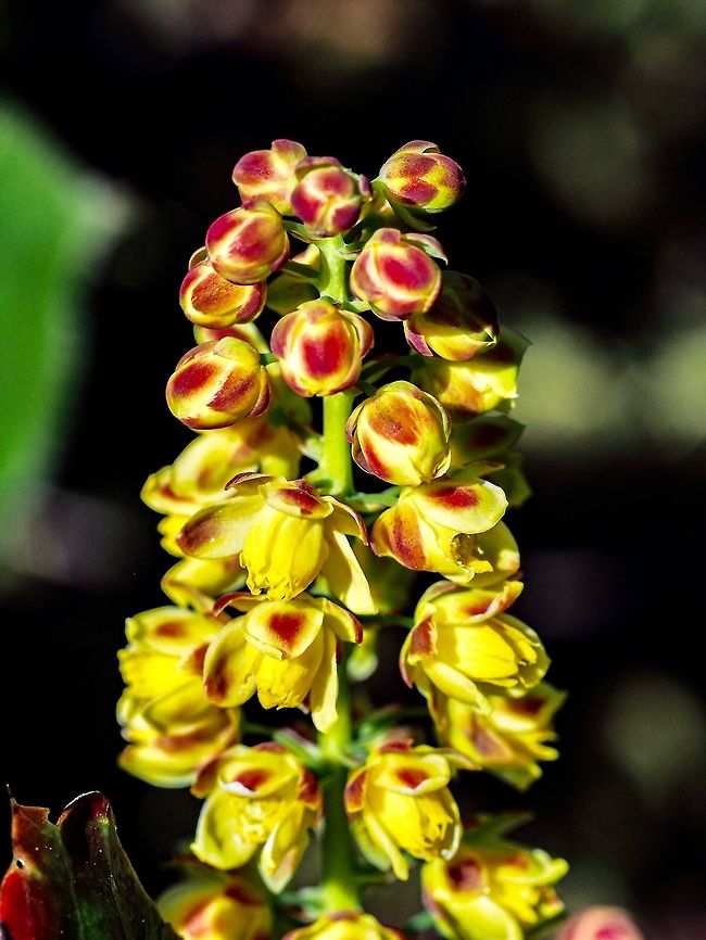 A Closer Look! Interesting to see the colour of the unopened flowers. Canada,Dull Oregon-grape,Dwarf Oregon-grape,Geotagged,Mahonia nervosa,Spring