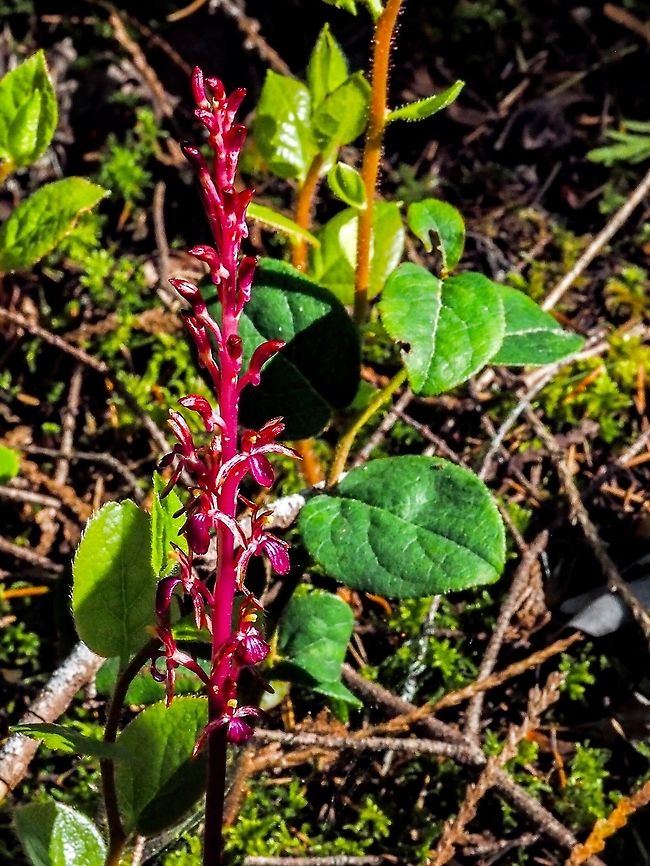 A Single Stalk of Merten’s Coralroot This single stalk of Corallorhiza mertensiana was missed by the deer who grazed the many stalks that were out in the open and more &ldquo;accessible!       Canada,Corallorhiza mertensiana,Geotagged,Merten’s Coralroot,Pacific coralroot,Spring