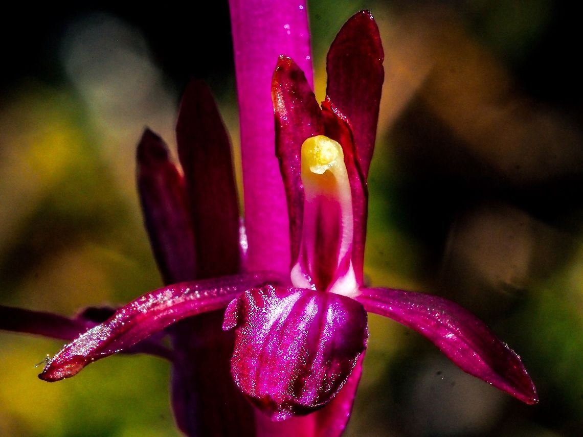 An Orchid in the Sunshine! I had been waiting for this flower to open up. It grows next to the pathway between the house and where we park the car. While waiting I was afraid the deer would eat my &ldquo;model&rdquo;. Canada,Corallorhiza mertensiana,Geotagged,Merten’s Coralroot,Pacific coralroot,Spring