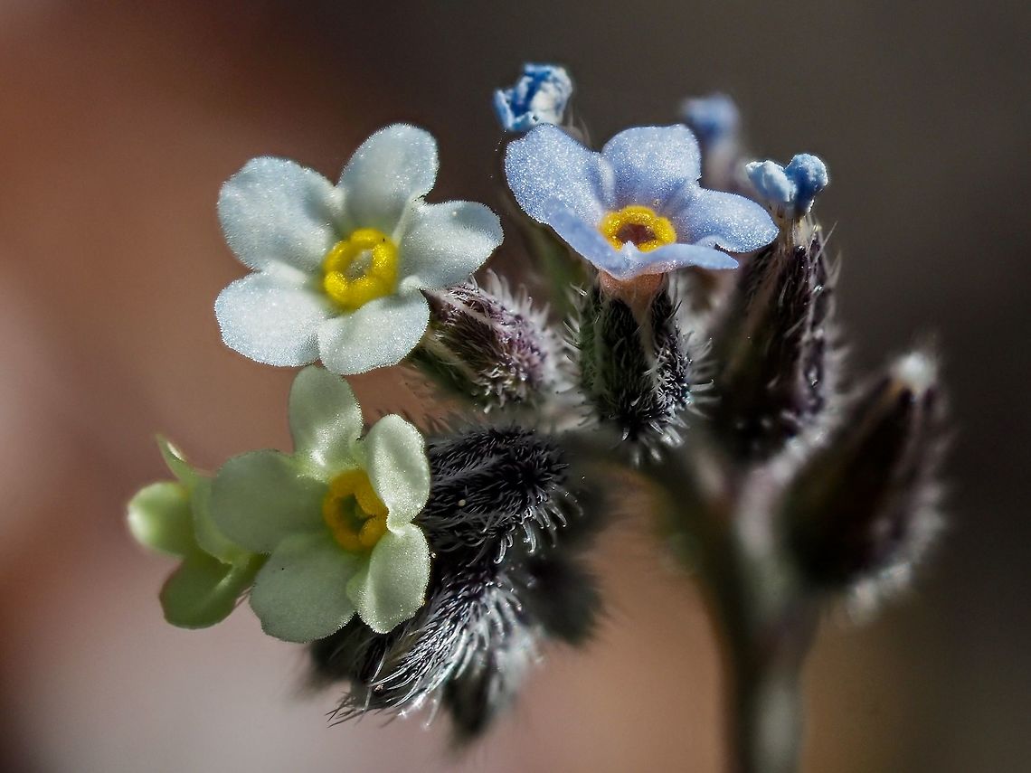 Forget-me-not! This Plant is an introduced species and considered a weed in our area. There is still something attractive, to me, about the hairy, colour changing flowers, best appreciated close up or in a macro photo! Canada,Changing forget-me-not,Geotagged,Myosotis discolor,Spring