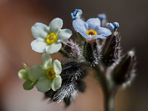 Forget-me-not! This Plant is an introduced species and considered a weed in our area. There is still something attractive, to me, about the hairy, colour changing flowers, best appreciated close up or in a macro photo! Canada,Changing forget-me-not,Geotagged,Myosotis discolor,Spring