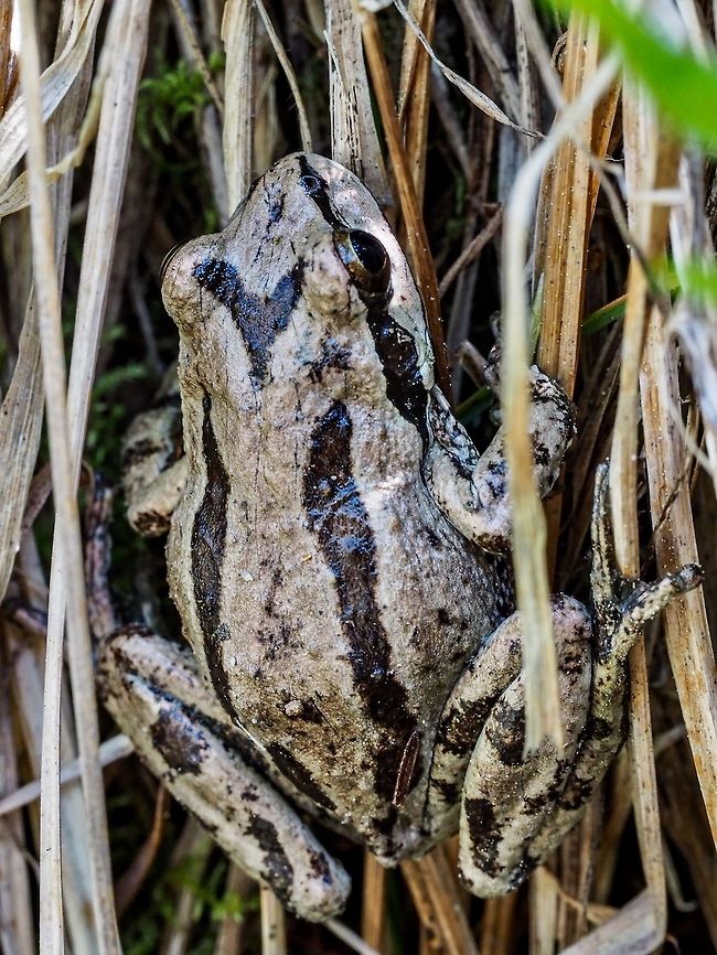 A Pacific Chorus Frog The Pacific Chorus frog, Pseudacris regilla, is identified by its dark eye-band that starts from the tip of the nose, through the eye and ends at the forearm. The colour of these small frogs, this fellow is 3cm from nose to tail, is highly variable and can change due to the temperature and humidity. They can be heard &ldquo;singing&rdquo; year round when in the forest but are best known for their choral work in the spring which can be heard near any pond. Take a listen, <a href="http://www.californiaherps.com/sounds/pregilladn306short.mp3" rel="nofollow">http://www.californiaherps.com/sounds/pregilladn306short.mp3</a>  <br />
 Canada,Geotagged,Northern Pacific Tree Frog,Pacific Chorus Frog,Pacific tree frog,Pseudacris regilla,Spring