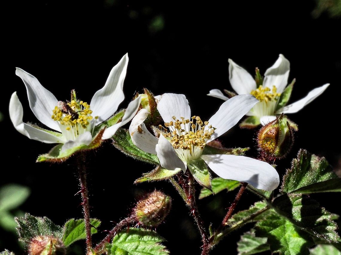 Pacific Blackberry Flowers I am thinking that these flowers are of the male plant considering the numbers. I&rsquo;ll check back later on. Rubus ursinus is our only native blackberry, the others being introduced. The berries were consumed by the coastal First Nations people. Canada,Dewberry,Geotagged,Rubus ursinus,Spring,Trailing Blackberry