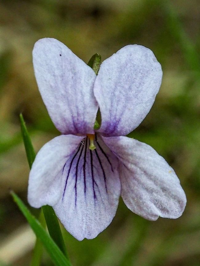 Viola langsdorffii, Alaska Violet Lovely flower growing near a beaver generated pond that used to be a meadow. The dark &ldquo;pencil lines&rdquo; are to guide the pollinating insects to the nectar. Alaska Violet,Canada,Geotagged,Spring,Viola langsdorffii,Violaceae