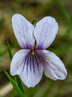 Viola langsdorffii, Alaska Violet Lovely flower growing near a beaver generated pond that used to be a meadow. The dark “pencil lines” are to guide the pollinating insects to the nectar. Alaska Violet,Canada,Geotagged,Spring,Viola langsdorffii,Violaceae