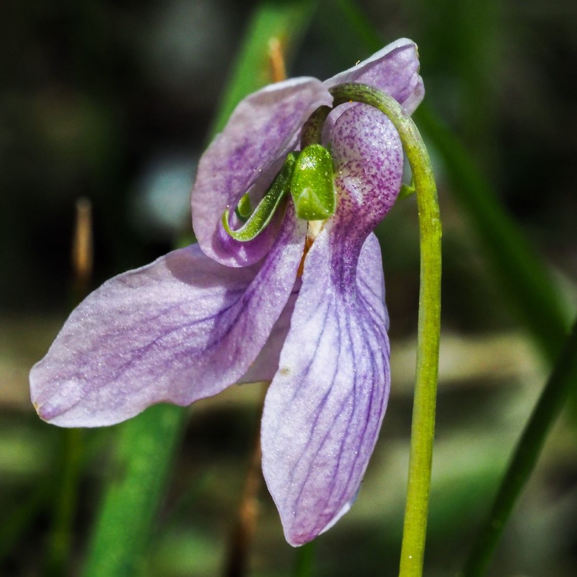 A Side View. This view of the Alaskan Violet flower shows the bulbous &ldquo;spur&rdquo; which holds the nectar. The spur is a helpful feature in identifying this Viola species and is formed by the lower petal. The size and position of the spur limits the kinds of insects that can pollinate the flower after they have been directed by the nectar guides or pencil lines. <figure class="photo"><a href="https://www.jungledragon.com/image/78805/viola_langsdorffii_alaska_violet.html" title="Viola langsdorffii, Alaska Violet"><img src="https://s3.amazonaws.com/media.jungledragon.com/images/2839/78805_thumb.jpeg?AWSAccessKeyId=05GMT0V3GWVNE7GGM1R2&Expires=1769040010&Signature=bsBj9%2Bkpaf3OdE6S2Ri78vZgTuU%3D" width="114" height="152" alt="Viola langsdorffii, Alaska Violet Lovely flower growing near a beaver generated pond that used to be a meadow. The dark &ldquo;pencil lines&rdquo; are to guide the pollinating insects to the nectar. Alaska Violet,Canada,Geotagged,Spring,Viola langsdorffii,Violaceae" /></a></figure> Alaskan Violet,Canada,Geotagged,Spring,Viola langsdorffii,Violaceae