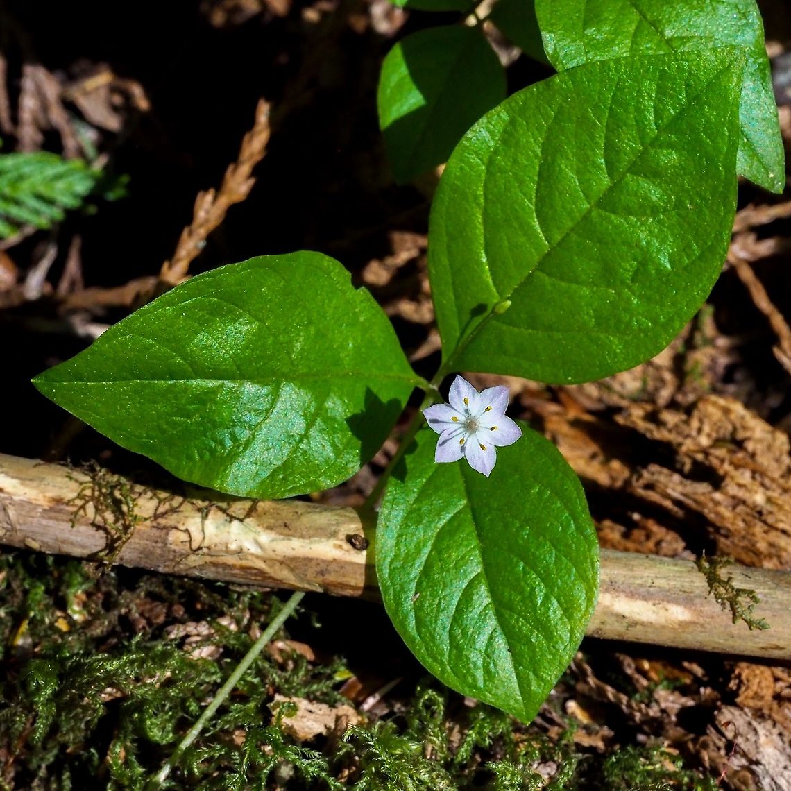 A Solitary Trientalis latifolia Happy in the sunshine. This plant was by itself but there were numerous others.  Canada,Geotagged,Lysimachia latifolia,Pacific starflower,Spring,Trientalis latifolia