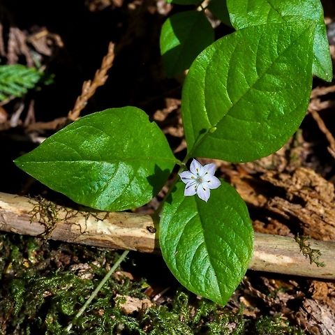 A Solitary Trientalis latifolia Happy in the sunshine. This plant was by itself but there were numerous others. Canada,Geotagged,Lysimachia latifolia,Pacific starflower,Spring,Trientalis latifolia