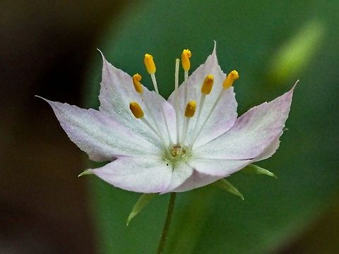 A Closer Look At A Western Starflower This flower is even prettier up close! Broadleaf Starflower,Canada,Geotagged,Lysimachia latifolia,Northern Starflower,Pacific starflower,Spring,Trientalis latifolia