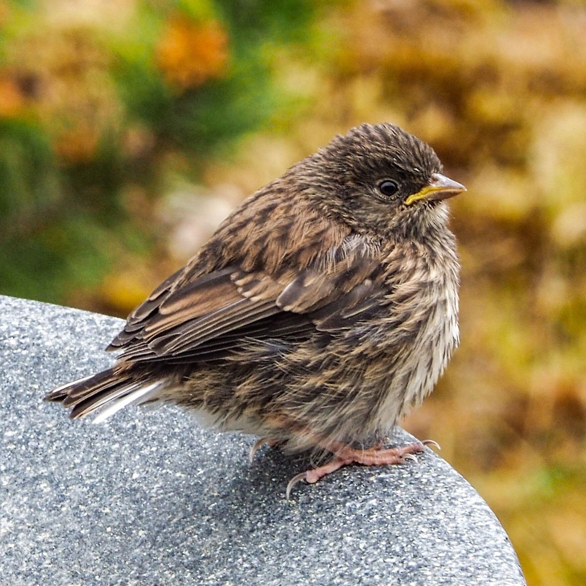 Freshly Fledged! This fellow is waiting for one of its parents to come and feed it. It is one of three youngsters that the parents have to look after. So far, no family portrait!    Canada,Dark-eyed Junco,Geotagged,Junco hyemalis,Spring