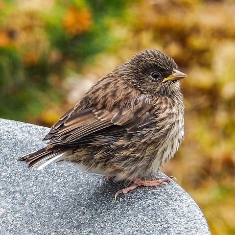 Freshly Fledged! This fellow is waiting for one of its parents to come and feed it. It is one of three youngsters that the parents have to look after. So far, no family portrait!    Canada,Dark-eyed Junco,Geotagged,Junco hyemalis,Spring