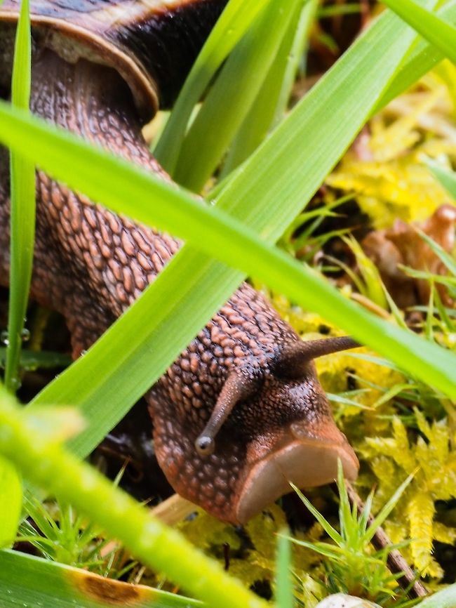 Time For a Bit of Salad! After a long dry spell the rain started this morning. The wetness brought out our Pacific Sideband. There were three of them out and about and grazing on the moss. Hard to know which one to &ldquo;focus&rdquo; on! Their mouths are located on the underside beneath the tentacles. Canada,Geotagged,Monadenia fidelis,Pacific sideband,Spring
