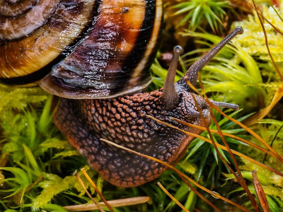 Checking Out The Lunch Menu! This Pacific Sideband is enjoying the plumped up moss after a Spring rain.       Canada,Geotagged,Monadenia fidelis,Pacific sideband,Spring