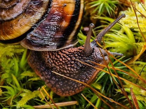Checking Out The Lunch Menu! This Pacific Sideband is enjoying the plumped up moss after a Spring rain.       Canada,Geotagged,Monadenia fidelis,Pacific sideband,Spring