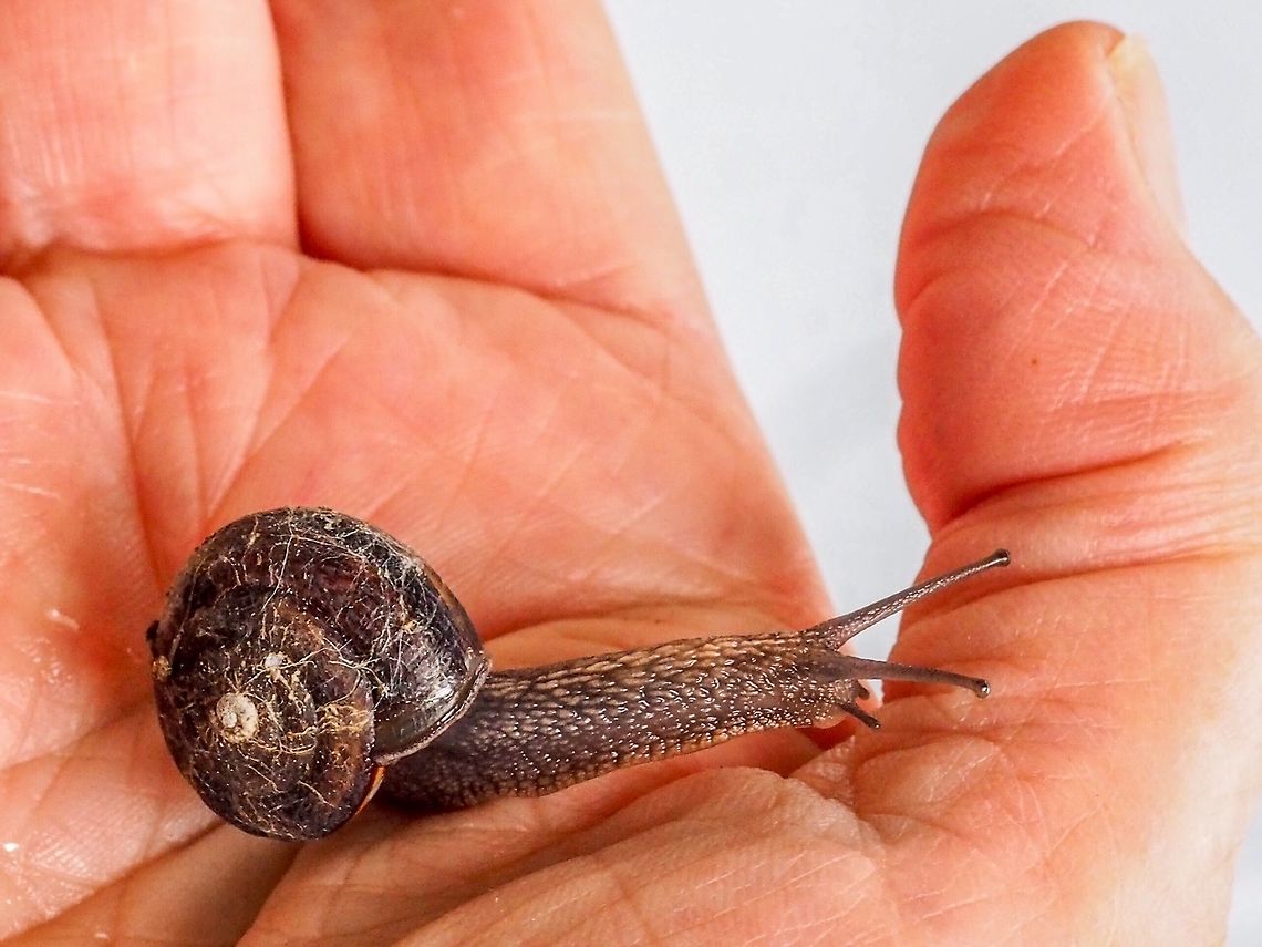 A Young Pacific Sideband Land Snail. This fellow was inside an upside down wheelbarrow until I turned the wheelbarrow over. It was quite comfortable travelling on my hand or anyone else&rsquo;s. It was exploring! Canada,Geotagged,Monadenia fidelis,Pacific sideband,Spring