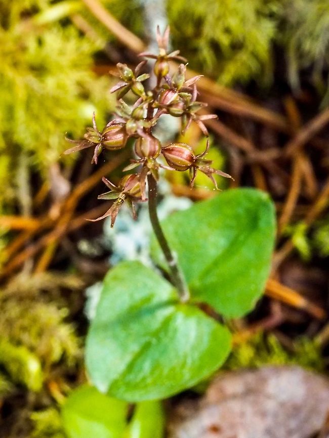 A Heart-leaved Twayblade Plant Also called Lesser Twayblade. Besides having the scientific name of Neottia cordata it has the scientific synonym, Listera cordata. I have never noticed this orchid before because of its size, 10- 15cm high, and the actual flowers being about 6mm across. Canada,Geotagged,Lesser Twayblade,Neottia cordata,Spring