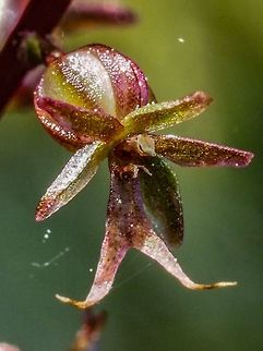 A Small Orchid, Neottia cordata The lower petal (lip or labellum) is divided at the tip into two long lobes. This labellum has two teeth at its base. Have to get out the magnifying lens to see that! Canada,Geotagged,Lesser Twayblade,Neottia cordata,Spring