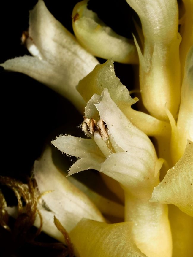A Vancouver Groundcone Flower A closeup view! A flash with a flash tube was used. Boschniakia hookeri,Canada,Geotagged,Poque,Spring,Vancouver groundcone