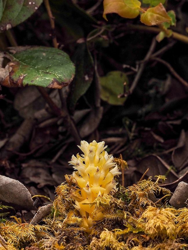 A Single Vancouver Groundcone. This plant is parasitic on salal (Gaultheria shallon) which can be seen in the background. Boschniakia hookeri,Canada,Geotagged,Poque,Spring,Vancouver groundcone