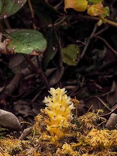 A Single Vancouver Groundcone. This plant is parasitic on salal (Gaultheria shallon) which can be seen in the background. Boschniakia hookeri,Canada,Geotagged,Poque,Spring,Vancouver groundcone