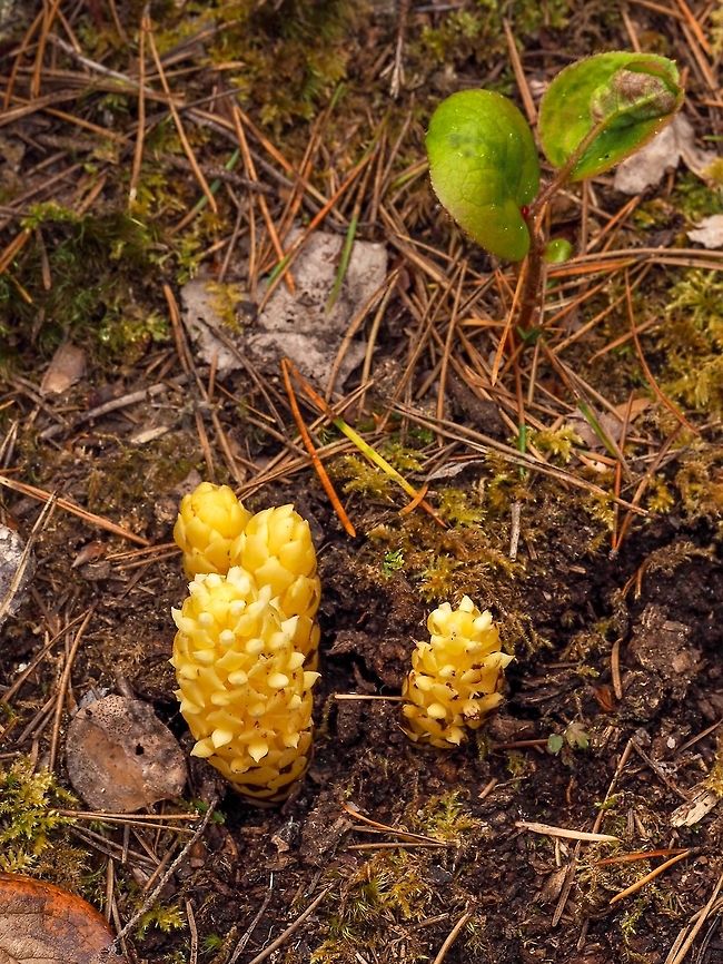 A “Family” of Poques! For some reason there are many of these plants around. We had quite a harsh winter- cold and dry- resulting in a die-back of the salal (Gaultheria shallon) which could be this parasite taking advantage of the situation. Boschniakia hookeri,Canada,Geotagged,Poque,Spring,Vancouver groundcone