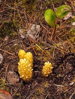A “Family” of Poques! For some reason there are many of these plants around. We had quite a harsh winter- cold and dry- resulting in a die-back of the salal (Gaultheria shallon) which could be this parasite taking advantage of the situation. Boschniakia hookeri,Canada,Geotagged,Poque,Spring,Vancouver groundcone