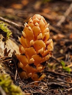 A Colour Variation. This plant does come in many different colours but it seems this colour and yellow seem to be most dominant in this area. To see some of the other colours visit here,
http://linnet.geog.ubc.ca/ShowDBImage/galleryMobile.aspx?page=0&specrep=0&code=PDORO01010


 Boschniakia hookeri,Canada,Geotagged,Poque,Spring,Vancouver groundcone