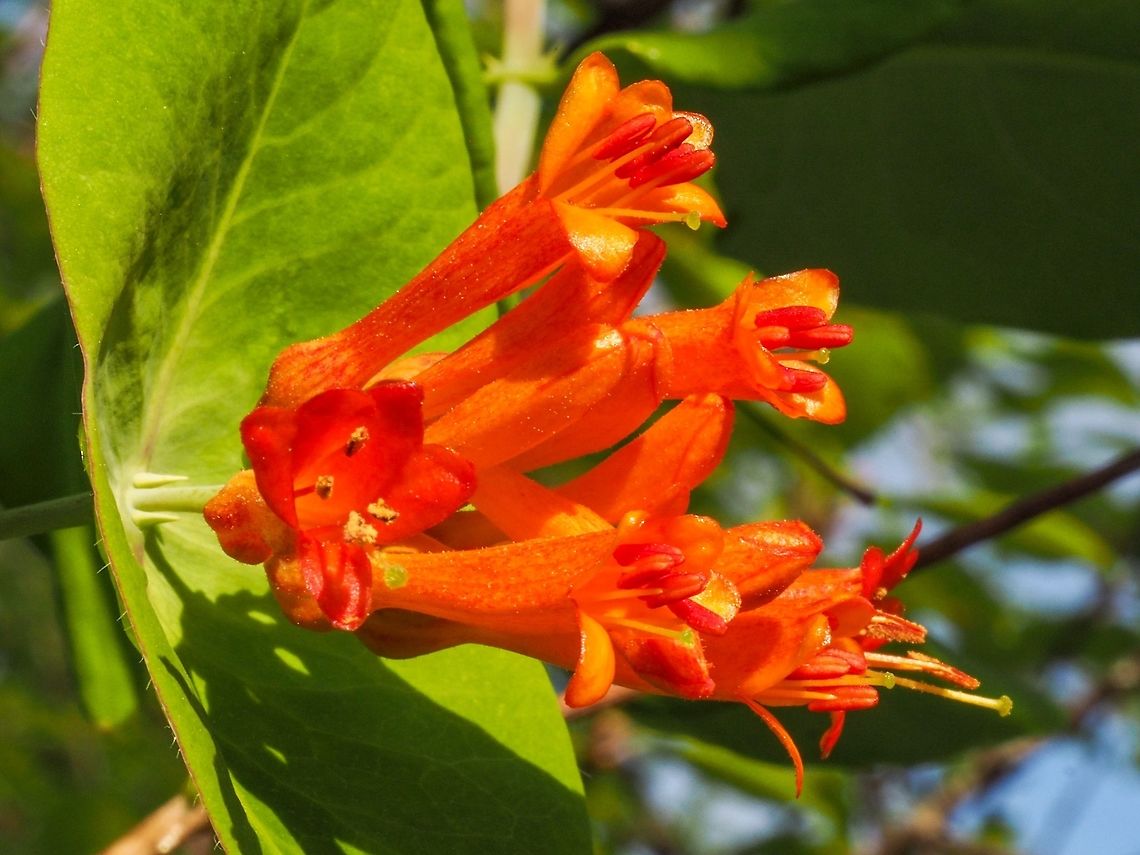 Western Trumpet Honeysuckle I am a sucker for these flowers. I know they are out when I see the orange trumpets on the ground and I hear the hummingbirds humming! Canada,Geotagged,Lonicera ciliosa,Orange honeysuckle,Spring,Western Trumpet Honeysuckle
