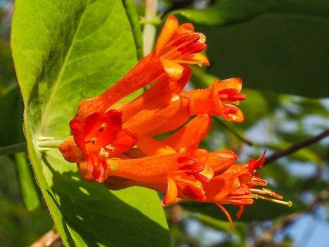 Western Trumpet Honeysuckle I am a sucker for these flowers. I know they are out when I see the orange trumpets on the ground and I hear the hummingbirds humming! Canada,Geotagged,Lonicera ciliosa,Orange honeysuckle,Spring,Western Trumpet Honeysuckle